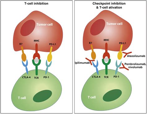 Systematic Review Of Immune Checkpoint Inhibition In Urological Cancers