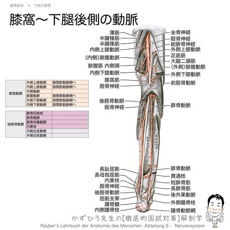 膝窩下腿後側の動脈 膝窩 坐骨神経は膝窩上部で総腓骨神経と脛骨神経に分かれる 膝窩動脈後脛骨動脈と伴行 膝窩動脈は膝窩筋