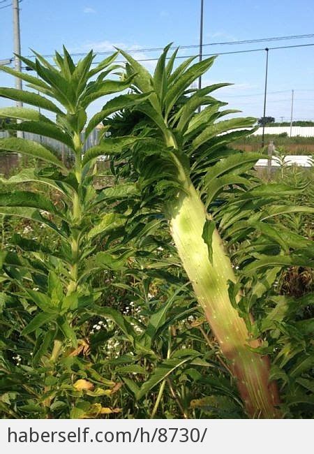 Japonya da Yetiştirilen Mutant Sebze ve Meyvelerin 29 Şaşırtıcı