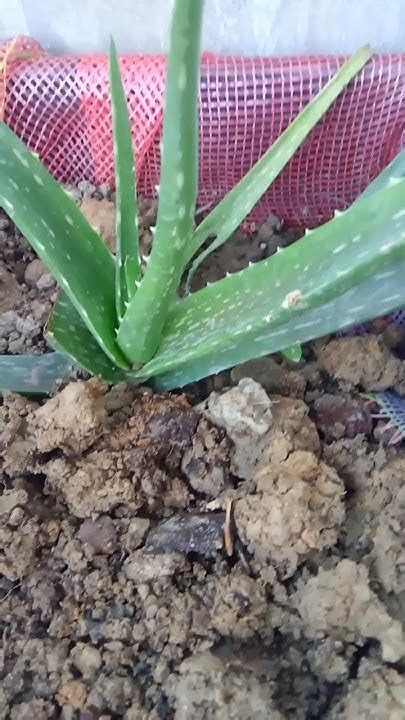 Alovera Plant 🌵🌵☘️☘️ Plant Loveer ☺️ In Youtube