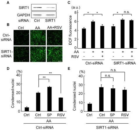 Effects Of Sirt Knockdown On Functions Of Sirt Modulators A