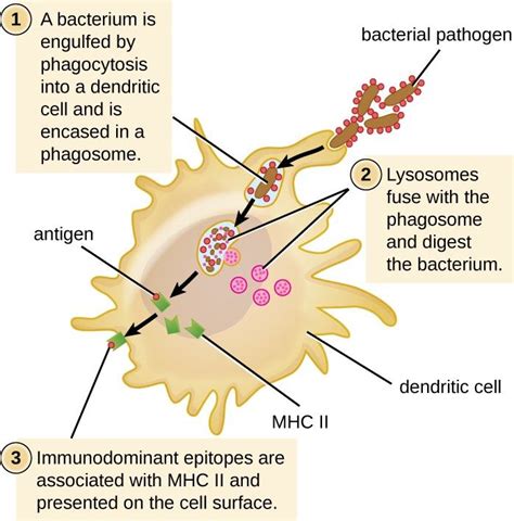 Cells and Organs of the Immune System – StudiousGuy