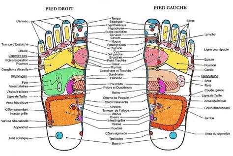 Atelier R Flexologie Plantaire Chinoise Courpalay Ecole Shiatsu Et