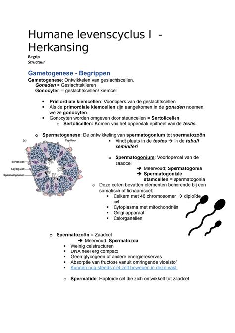 Humane Levenscyclus I Oncomplete Samenvatting Humane Levenscyclus I