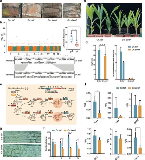 Multi Omics Integrated Analysis Reveals The Molecular Basis Of Coconut