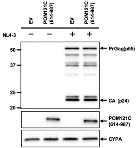 HIV1 p24抗体[39/5.4A]| Abcam中文官网
