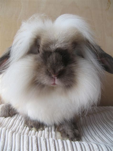 Breeds Rabbit: Mini Lion Lop Rabbit