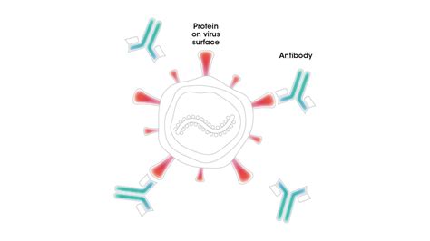 Vaccines And Monoclonal Antibodies In Immunization