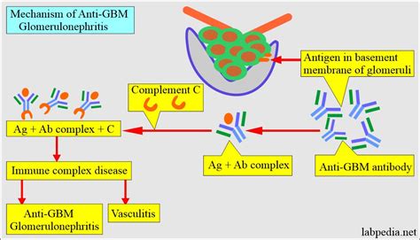 Anti GBM Antibody Anti Glomerular Basement Membrane Antibody Good