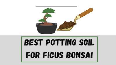 Best Potting Soil For Ficus Bonsai? (complete soil guide) - Plant Paladin