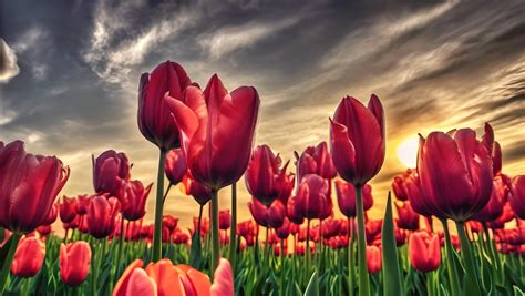 Tulips Field Flowers Sunset Free Stock Photo - Public Domain Pictures