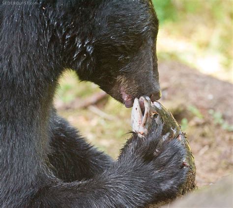 Close Up of Bear Eating Salmon, Anan Creek, Alaska - Betty Sederquist Photography