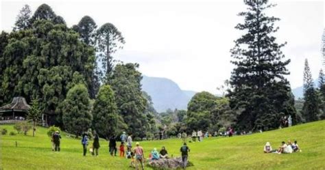 Healing Tipis Tipis Cukup Ke Kebun Raya Cibodas Bak Liburan Ke Jepang