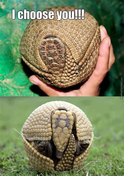 20 Funniest Armadillo Meme Photos Collection Picss Mine