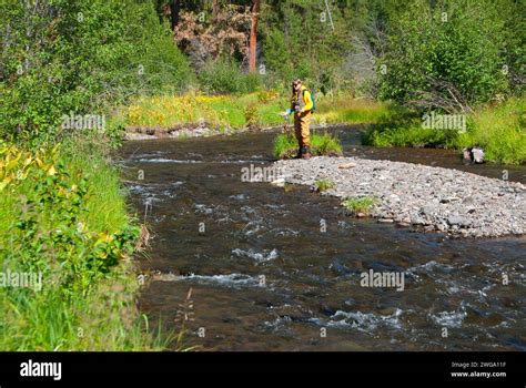 Fly Fishing North Fork Malheur Wild And Scenic River Malheur National