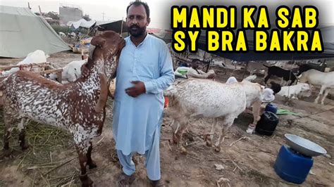 Bakra Mandi Sailkot Biggest Bakra In Silakot The Gamer S Vlog