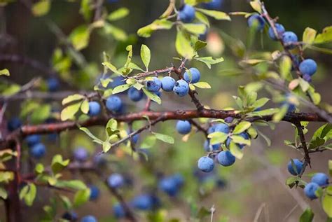 Récoltez l Éclat Bleu Cultiver des Myrtilles dans Votre Jardin en