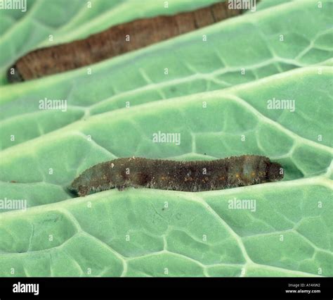 Dead Cabbage White Butterfly Caterpillar Treated With Bacillus