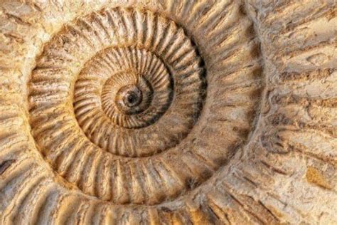 Fossil Wallpapers - Top Free Fossil Backgrounds - WallpaperAccess