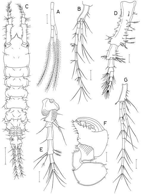 Apseudomorpha Magna N Sp Female A Pleopod 1 B Uropod Male C Download Scientific