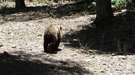 Black Bear In My Backyard Big Bear Lake Youtube