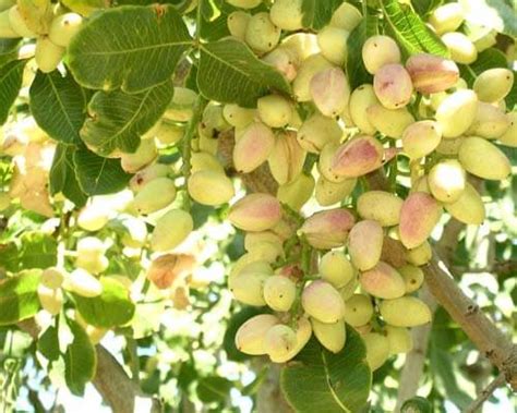 Pistachio Tree Growing Tips Others You Need To Know Greenplantpro