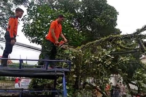 Puluhan Pohon Tumbang Di Padang Akibat Hujan Dan Angin Kencang Antara