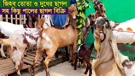 জিহবা তোতা ও দুধের ছাগল সহ কিছু তোতাপুরী ছাগল নিতে পারেন Goat Farm Youtube