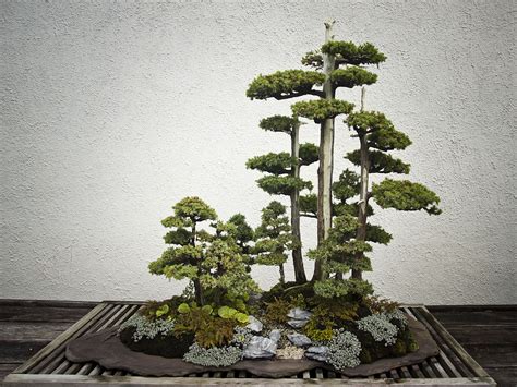 Penjing Vs Bonsai 7 Intriguing Differences