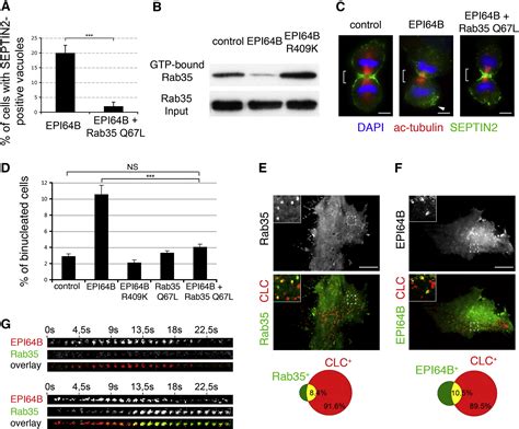 An Arf Rab Gtpase Cascade For Endocytic Recycling And Successful