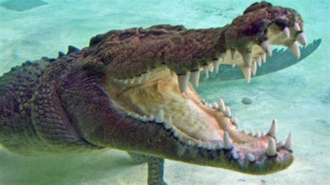 Human Remains Found Inside Crocodile In Queensland Perthnow