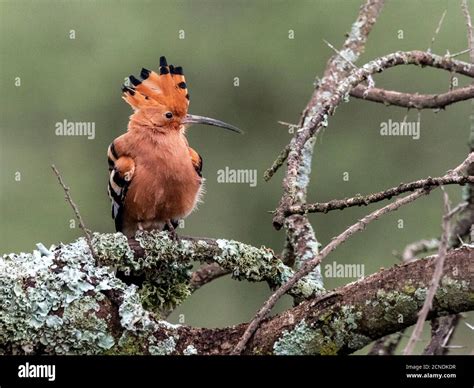 An Adult African Hoopoe Upupa Africana Serengeti National Park