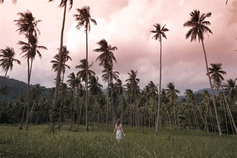 Koh Samui Palm Trees Stunning Viewpoints You Can T Miss