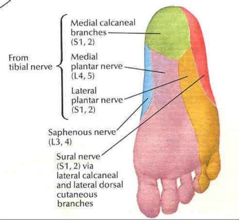 Lateral Plantar Nerve - Physiopedia