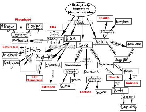 Macromolecules Concept Biologically Important Macromolecules Includes