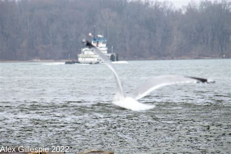 American Hering Gull Barge American Herring Gull Larus Flickr