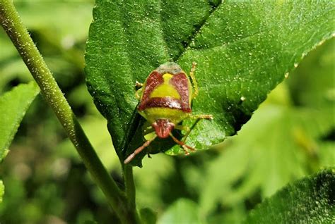 Green Burgundy Stink Bug Project Noah