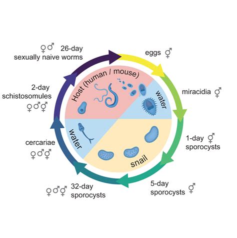 Sampling Key Stages Of The Schistosoma Mansoni Life Cycle The Flatworm Download Scientific