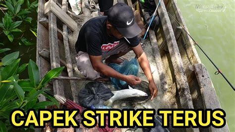 RACUN DUNIA BIKIN KETAGIHAN MANCING DISUNGAI INI STRIKE TERUSS