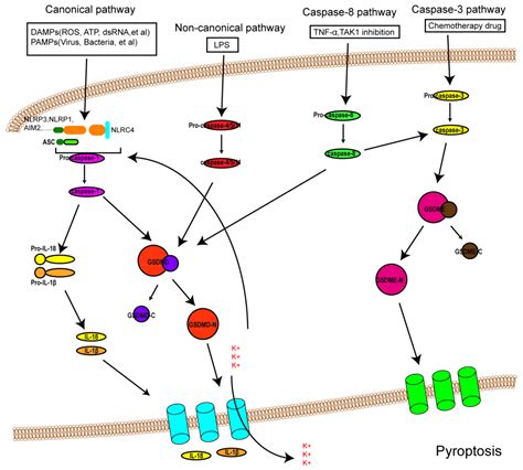 Pyroptosis Encyclopedia Mdpi