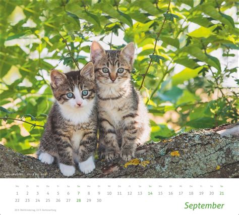 Times More Katzen Bildkalender Mit Aufnahmen S Er Katzen Energy Ink