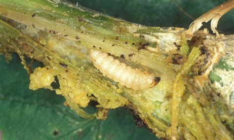 Squash Vine Borer Melittia Cucurbitae