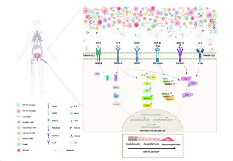 Schematic Representation Of The Impact Of Blca Tme Cytokineschemokines