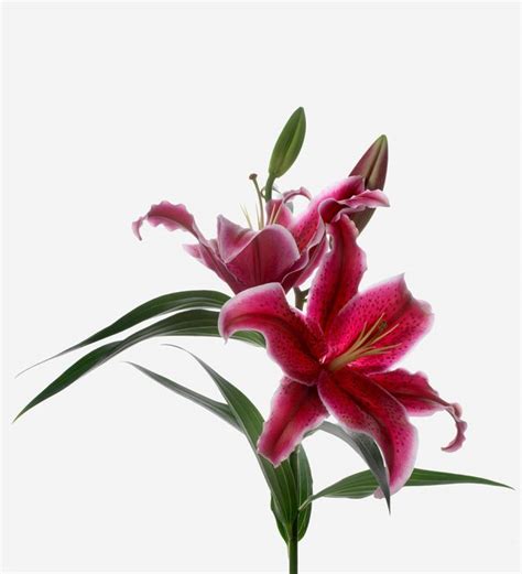 Valentino Red Long-Stem Deluxe Lily | Flowers | FLOWERBX US