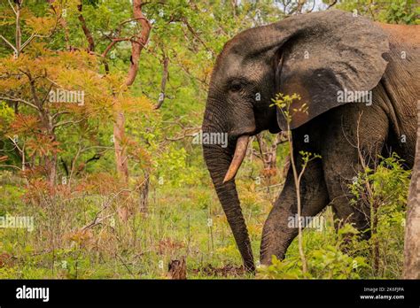 Beautiful Wild African Elephants In The Mole National Park The Largest Wildlife Refuge In Ghana