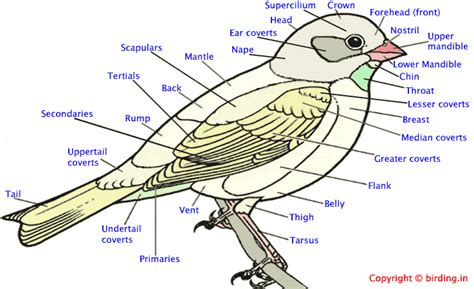 Diagram Of The External Structure Of A Bird Bird Parts Body