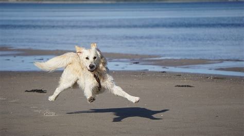 English Cream Golden Retriever - Animals Around The Globe