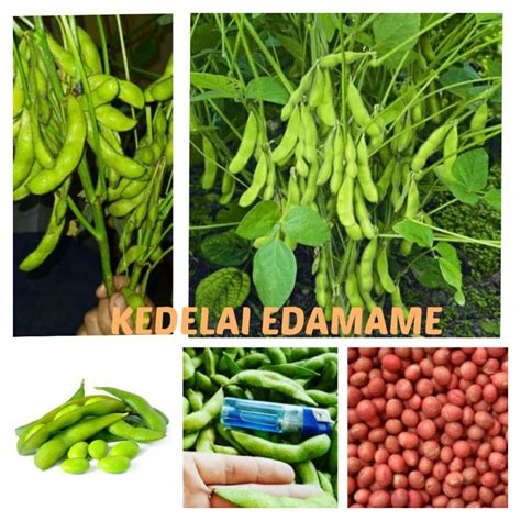 Jual Benih Kedelai Edamame Ryoko 75 Kacang Kedelai Jepang Asli Kualitas