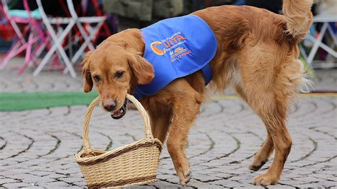 Der Assistenzhund Vita Assistenzhunde E V