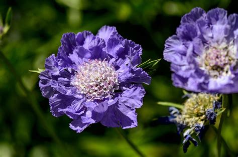 Skabiose Samen Blumensamen günstig auf samen de